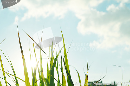 Image of Beautiful fresh grass against sun at spring