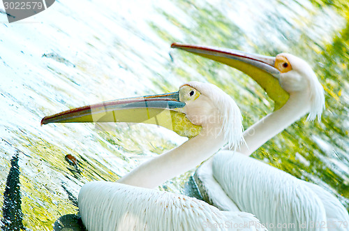 Image of Two swans