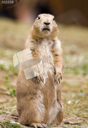 Image of Prairie dog