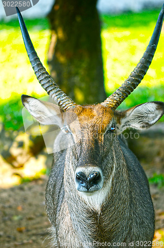 Image of Fallow deer