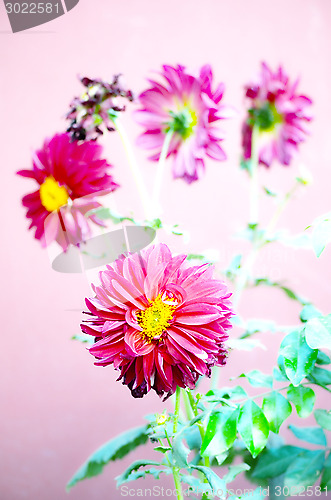 Image of Pink color flower