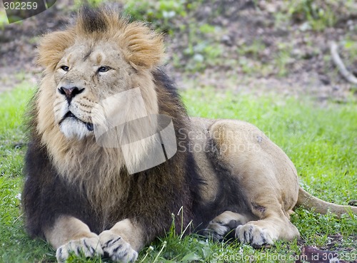 Image of Male lion