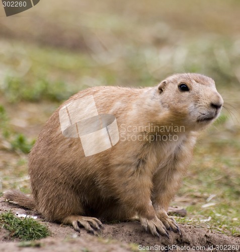 Image of Prairie dog