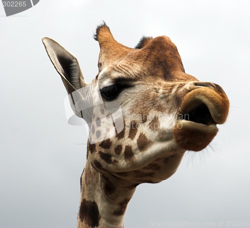 Image of Giraffe