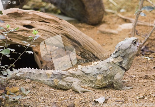 Image of Tuatara