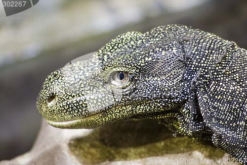 Image of Crocodile monitor