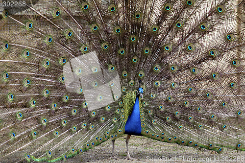 Image of Peacock