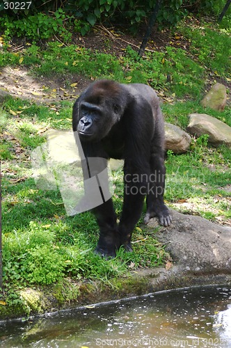 Image of gorilla