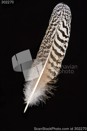 Image of Feather