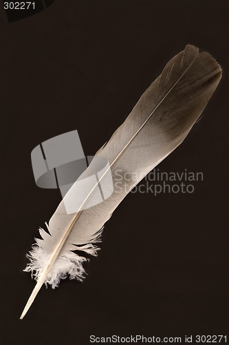 Image of Feather