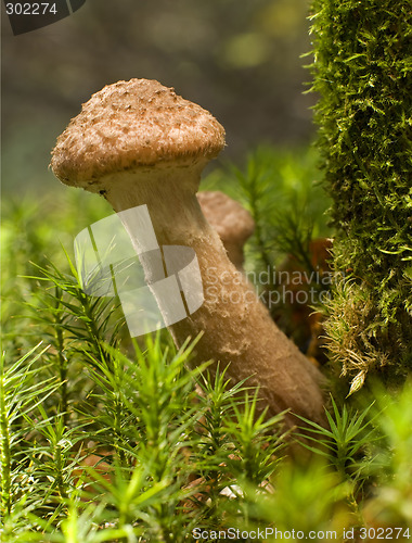 Image of mushroom