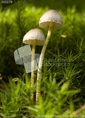 Image of mushroom