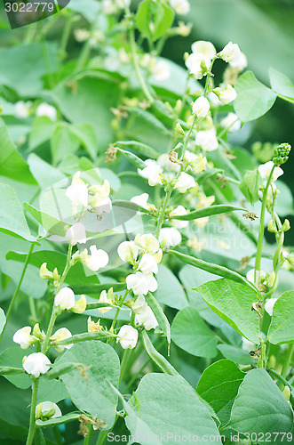 Image of Flower