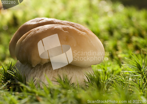 Image of mushroom