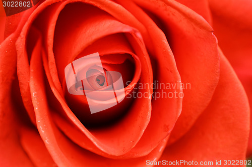 Image of Beautiful red rose closeup