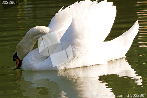 Image of Beautiful swan 