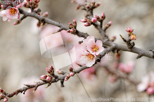 Image of Tree flowering
