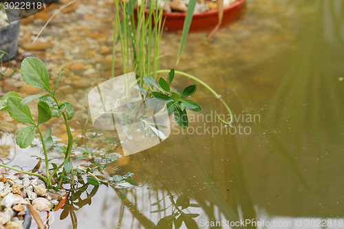 Image of Pond plants - detail