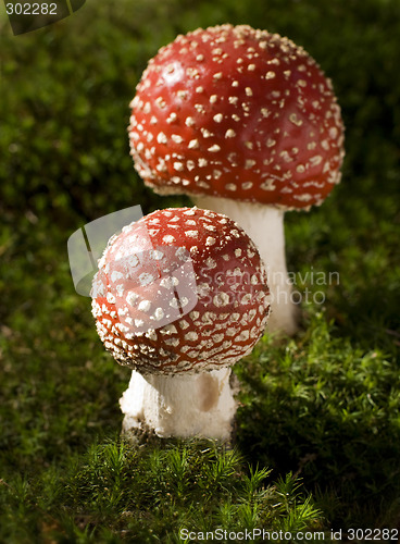 Image of mushroom