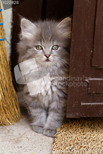 Image of Beautiful grey kitten