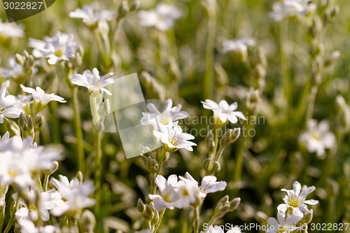 Image of White flower