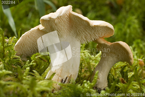 Image of mushroom