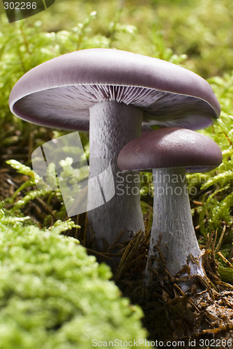 Image of mushroom