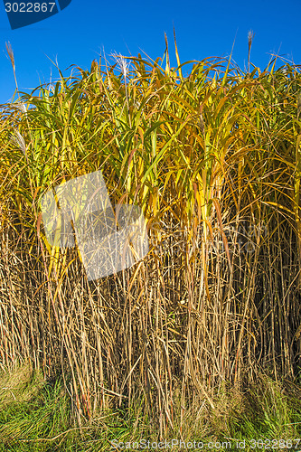 Image of switch grass in autumn