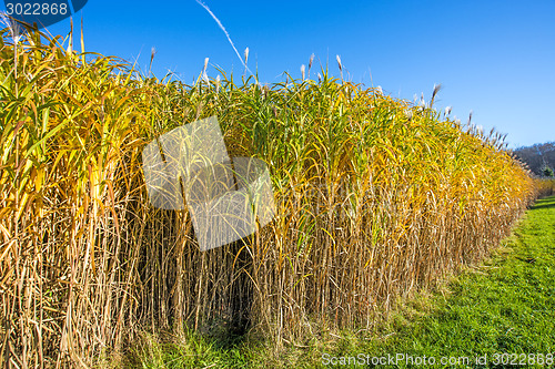 Image of switch grass in autumn