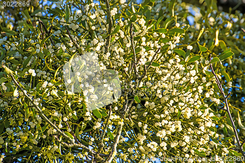 Image of mistletoe berries