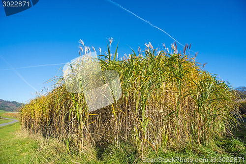 Image of switch grass in autumn