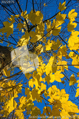 Image of sycamore maple