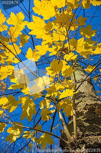 Image of sycamore maple