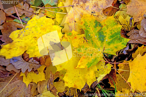 Image of sycamore maple leaves