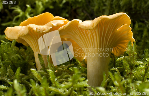 Image of mushroom