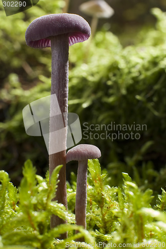 Image of mushroom