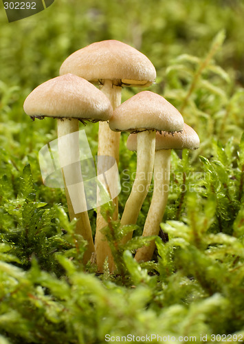 Image of mushroom