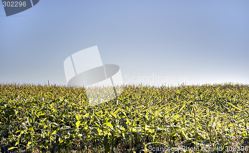 Image of Cornfield