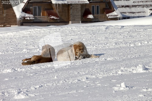 Image of Two dogs rest on snow