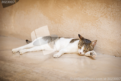 Image of Young tired cat