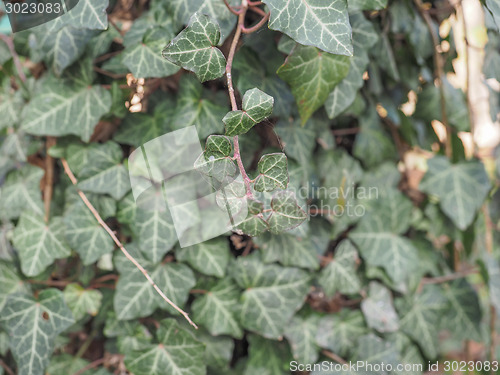 Image of Ivy leaves