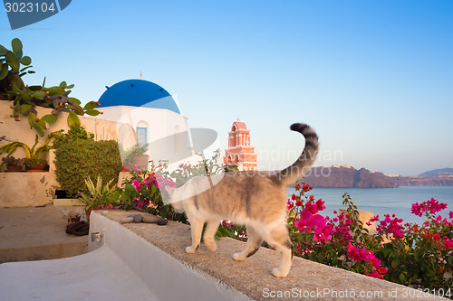 Image of Domestic cat in Oia village, Santorini, Greece.