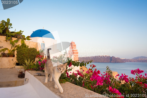 Image of Domestic cat in Oia village, Santorini, Greece.