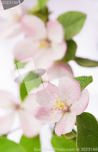 Image of apple tree blossoms