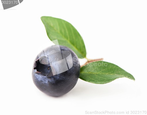 Image of Mature bilberry