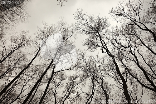 Image of Bare trees
