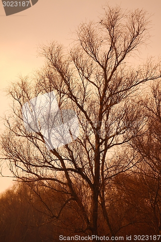 Image of Bare trees