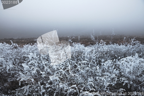 Image of Winter field