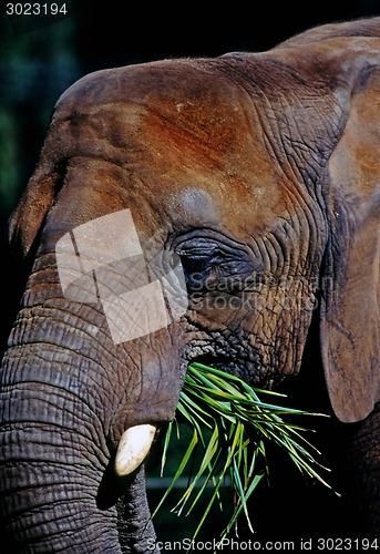 Image of Elephant