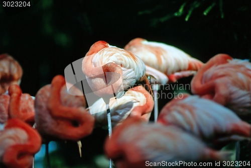 Image of Flamingos